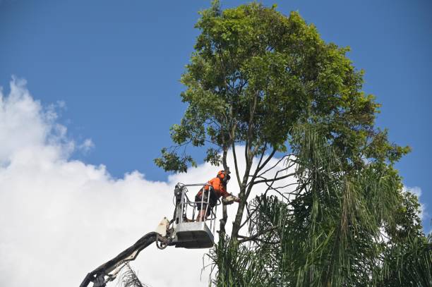 Best Tree Risk Assessment  in USA